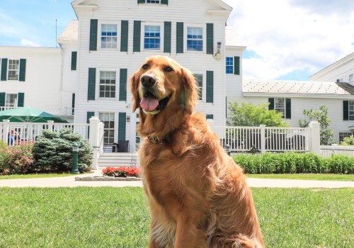 A golden retriever sits on a grassy lawn in front of a large white house with green shutters under a partly cloudy sky.