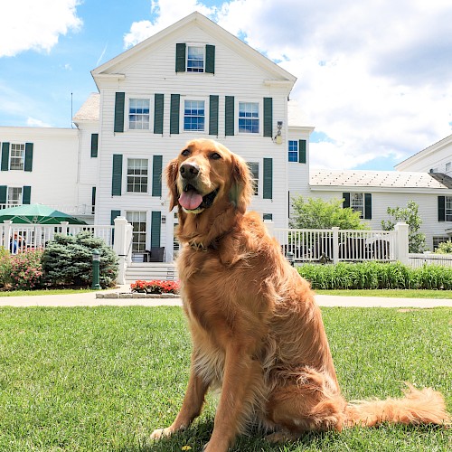 A golden retriever sits on a grassy lawn in front of a large white house with green shutters under a partly cloudy sky.