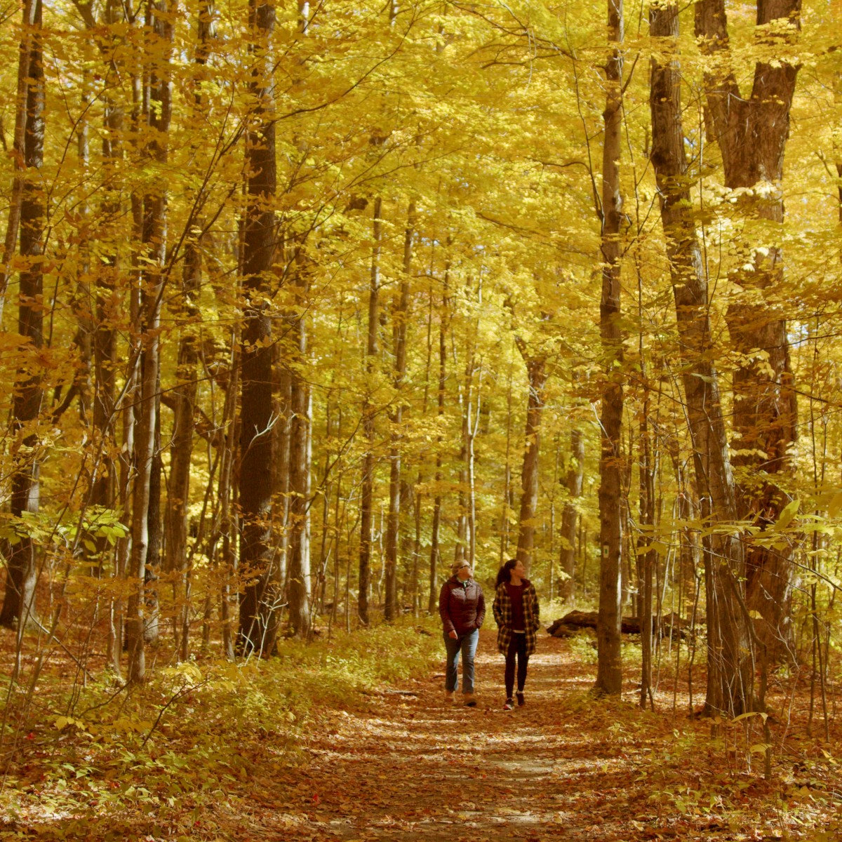 A couple strolls through a forest with vibrant yellow autumn leaves covering the trees and the ground, creating a serene, picturesque scene.
