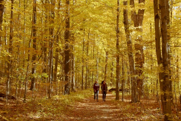Two people walk down a leaf-strewn path in a dense forest with vibrant yellow autumn foliage.