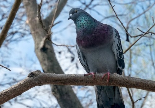 A pigeon perched on a branch, iridescent neck flashing green and purple, against a pale blue winter sky.