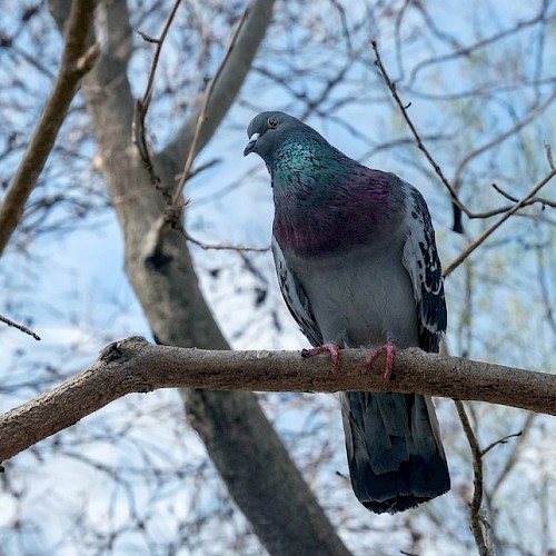 A pigeon perched on a branch, iridescent neck flashing green and purple, against a pale blue winter sky.