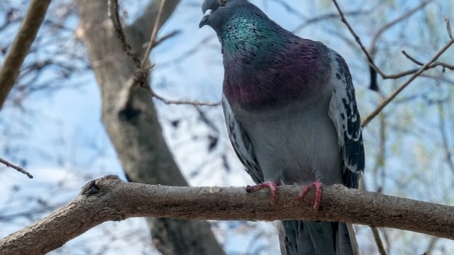 A pigeon perched on a branch, iridescent neck flashing green and purple, against a pale blue winter sky.